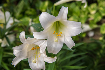 closeup of two white Easter lilies in bloom in spring in daylight