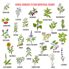 Best herbs for menstrual cramps treatment - obrazy, fototapety, plakaty