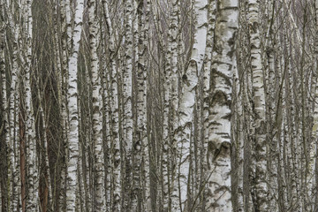 Obraz premium Birkenwald