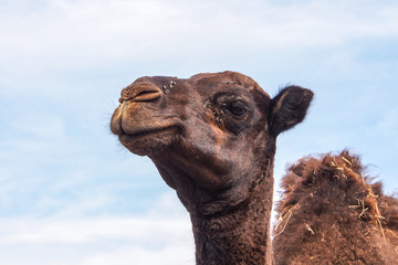 Marokko - Kamele auf der Fahrt von Midelt nach Erfoud