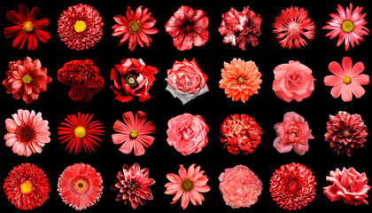 Mega pack of natural and surreal red flowers 28 in 1 isolated on black