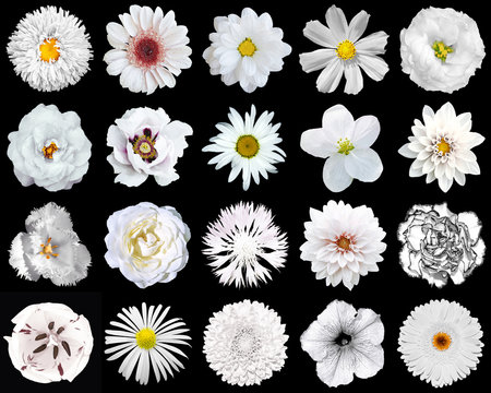 Fototapeta Mega pack of natural and surreal white flowers 20 in 1 isolated on black