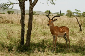 Antelope relaxing in the shade of a tree in Africa
