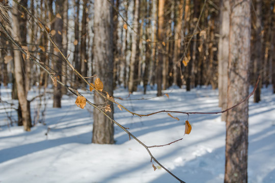 Fototapeta Winter forest.
