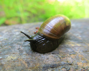 snail