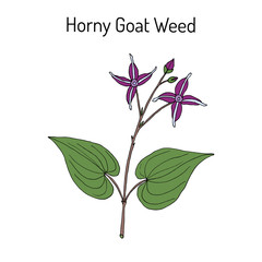 Horny Goat Weed Epimedium sagittatum , medicinal plant