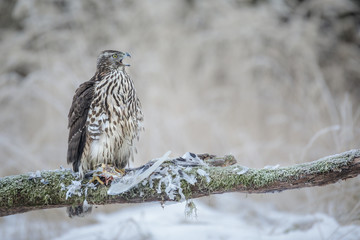 Juvenile goshawk calling