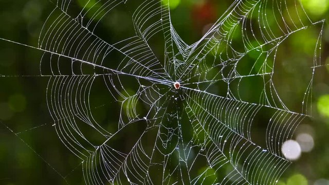 Spider on web in tropical rain forest.