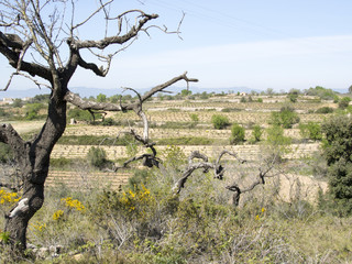 Viñas y cultivo de la uva en la provincia de Tarragona,Cataluña,España
