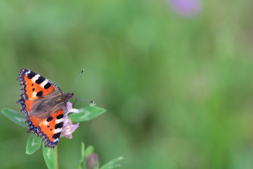 Orange butterfly on a flower