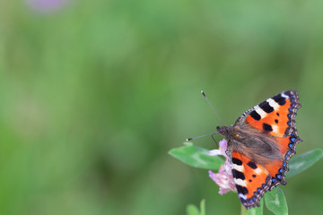 Orange butterfly on a flower