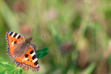 One butterfly on a flower on a blurred background