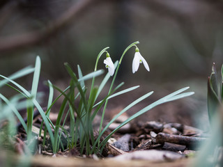 Two snowdrops at ground level with shallow depth of field and blurred foreground and background