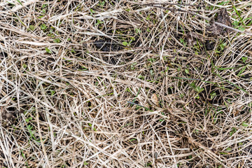 Texture of withered grass