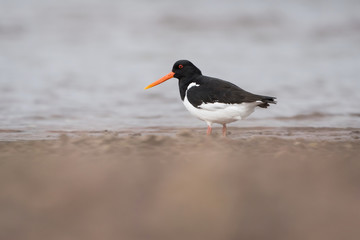 Eurasian Oystercatcher, Haematopus ostralegus