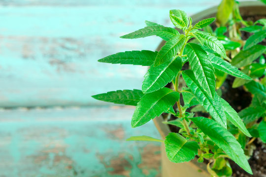 Aloysia citrodora-Zitronenverbene