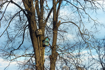 Fototapeta na wymiar Nesting box on tree