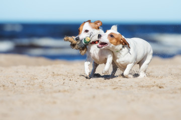 jack russell terrier dogs playing with a toy on the beach