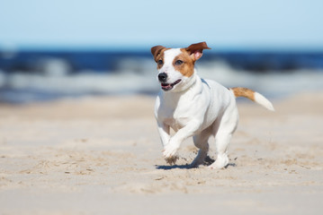 Fototapeta na wymiar jack russell terrier dog on a beach