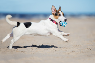 Fototapeta na wymiar adorable jack russell terrier dog playing with a ball