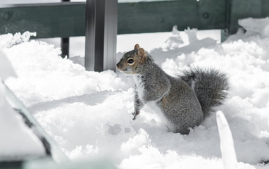 Squirrel in the Snow