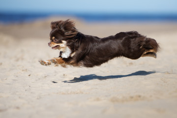 brown chihuahua dog running on a beach