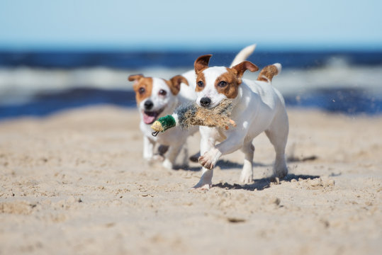 jack russell terrier dogs playing with a toy on the beach