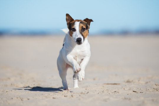 jack russell terrier dog on a beach