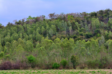 Fototapeta na wymiar Eucalyptus forest in Thailand.