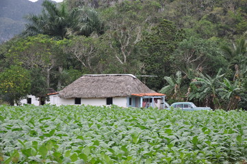 Fototapeta na wymiar cigar plantation