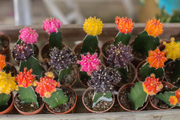 Small multicolored cactus