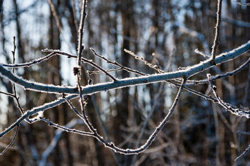 Old forest with moss covered trees and rays of sun