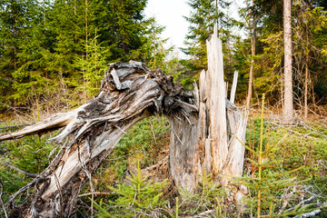 Old forest with moss covered trees and rays of sun