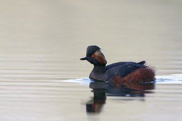 Black-necked grebe (Podiceps nigricollis) swimming in water, the Netherlands	