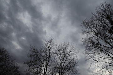 Fototapeta na wymiar regenwolken über kahlen bäumen