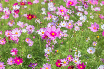 Cosmos Flowers field
