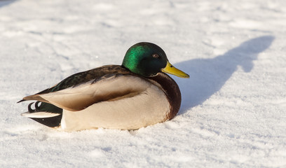 duck on snow closeup