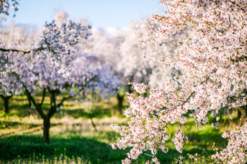 Delicate flowers on fruit trees at spring