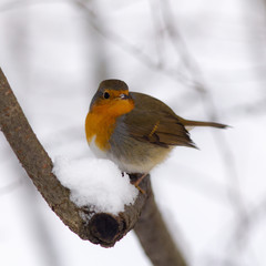 Portrait of a curious robin