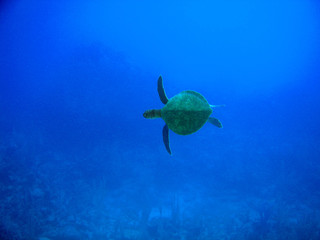 diving