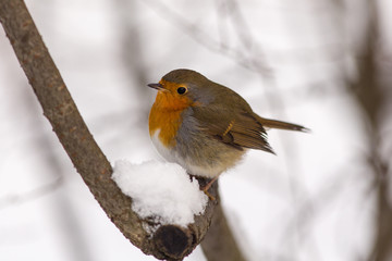 Robin on a tree branch