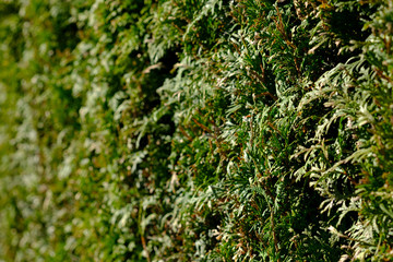 Lebensbaum als Hecke