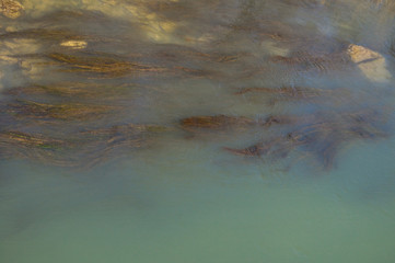 Algas en el río Tajo