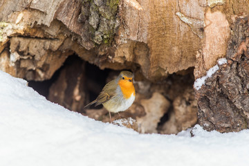 Robin at his nest