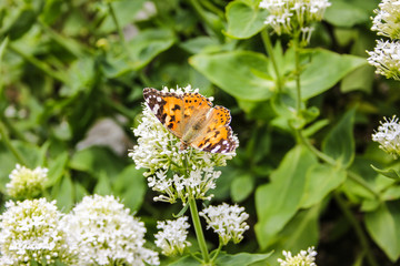 Yellow butterfly on flower