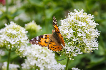 Butterfly on flower