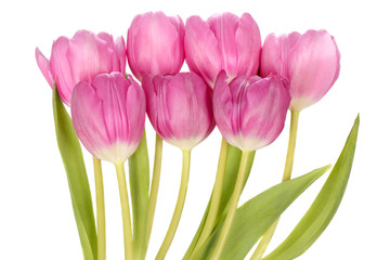 Fototapeta premium Pink tulip flowers bouquet