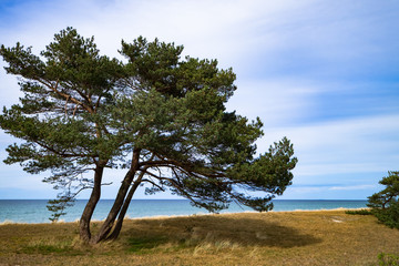 Fototapeta na wymiar Baum an der Ostsee