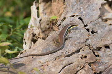 The Lizard walking on a piece of wood