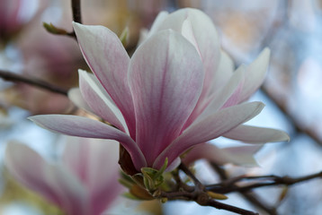 Pink Magnolia blossom in full bloom